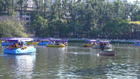 冬天昆明翠湖的海鸥