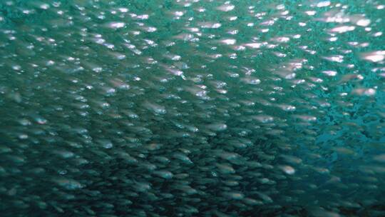 海底世界水下摄影珊瑚小丑鱼鱼群视频素材模板下载