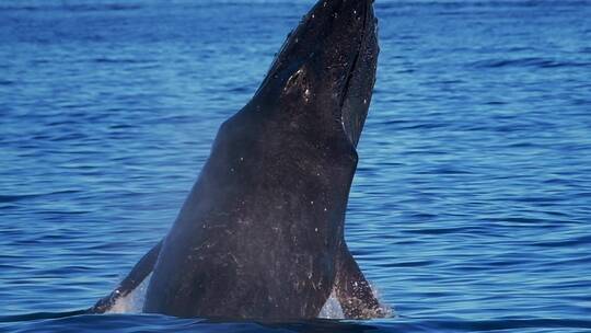 一头年轻的座头鲸从水下浮出水面升格