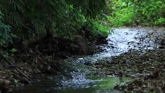 深山里的流水山泉视频素材模板下载