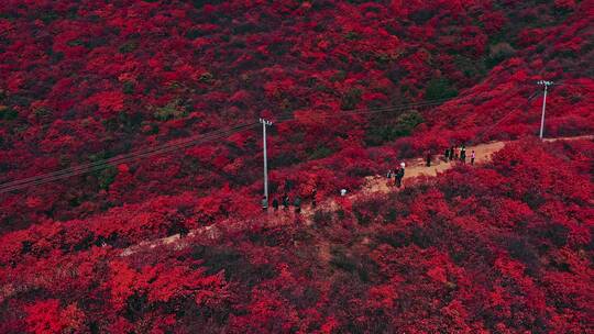 秋天嵩县满山红叶