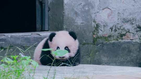 熊猫幼崽可爱宝宝视频素材模板下载