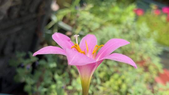 风雨兰花朵特写镜头