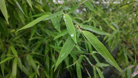 雨清明谷雨竹叶雨水下雨