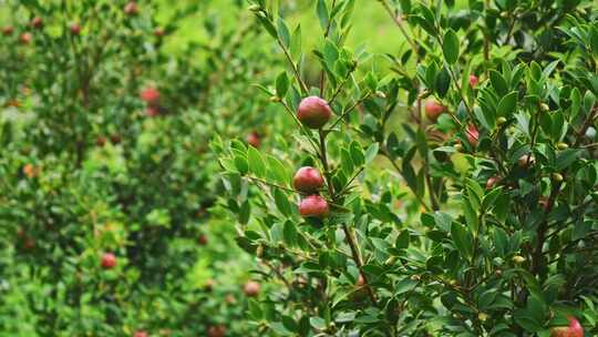 茶油果 油茶果 油茶种植