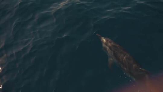 一群海豚在船前的蓝色海水中嬉戏视频素材模板下载
