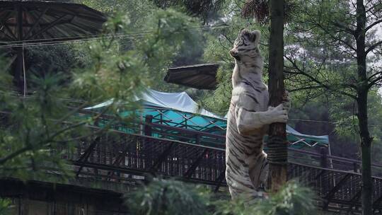 动物园白老虎视频白虎爬树吃肉