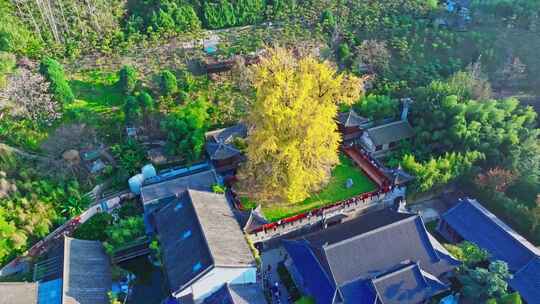 古观音禅寺银杏树秋景