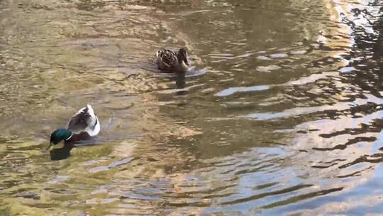 公园湖里戏水的鸭子