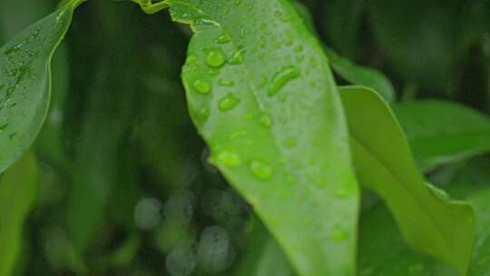 下雨天桂花树金桂八月桂花植物水滴升格