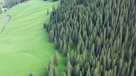 新疆伊犁森林航拍合集