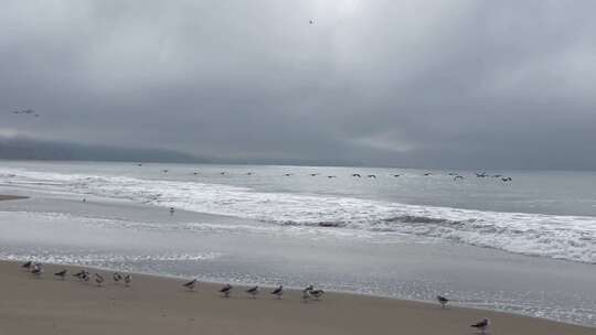 大海海浪海鸟飞翔空镜