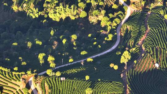 航拍茶山茶园