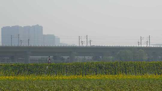 成都有花田前景的高铁道路与城市