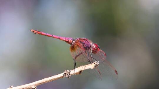 树枝上的紫红色蜻蜓