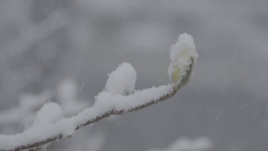 冬天雪景 雪景意境