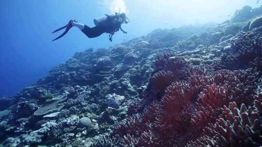 美女潜水鱼群珊瑚礁斐济大星盘礁海洋美景