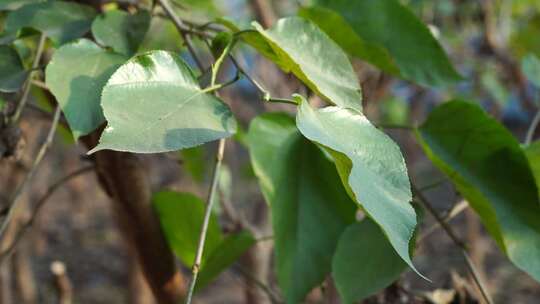 柠檬 柠檬种植 芸香科 柑橘属 水果