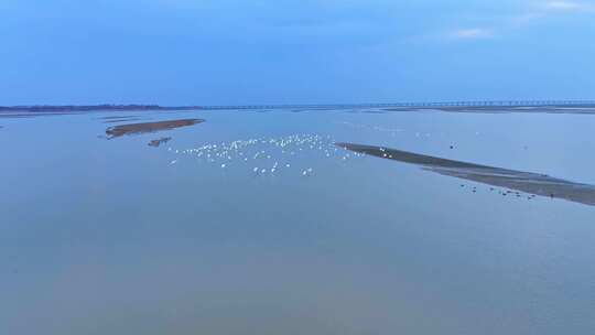 江西鄱阳湖湿地候鸟白鹤大雁