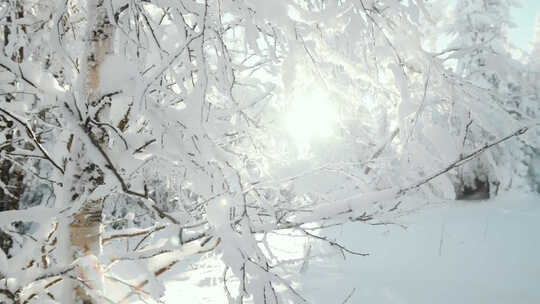 唯美冬季暖阳照射树枝积雪空镜