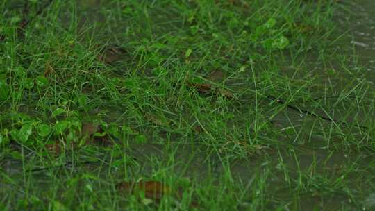 草面下雨雨滴草地下雨