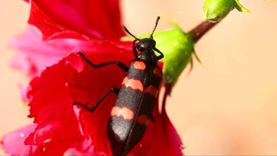红花上的黑红甲虫