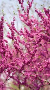 4K花草植物素材——紫荆花（满条红）