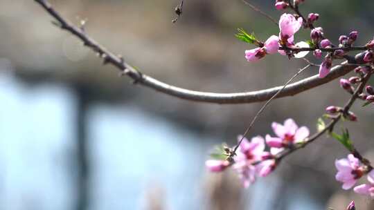 春季桃花盛开