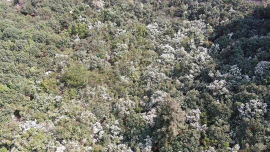 湖南怀化中坡山野生白色山茶花盛开