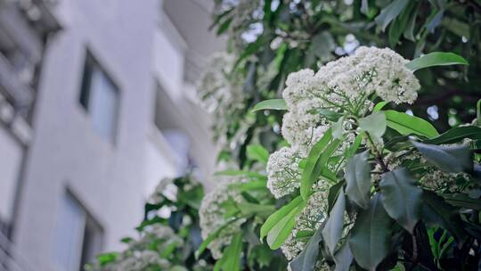 春天春暖花开樱花石楠花植物视频