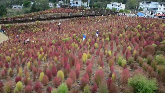 浪漫的乡村振兴植物植被地肤草