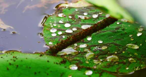 雨后荷叶上的露水珠