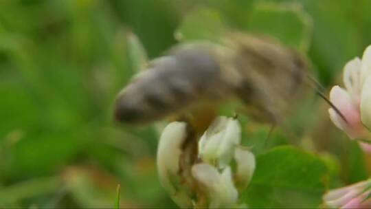 蜜蜂从花丛中采蜜