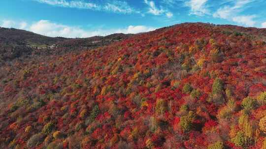 吉林秋季四方山枫叶谷红叶航拍风景