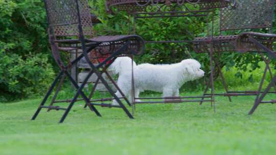 狗，花园，Coton De Tulear