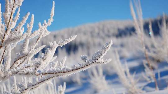 冰雪覆盖的树枝尽显冬日美景