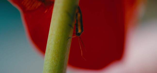 bug在花茎上