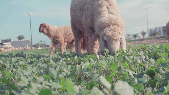 可爱小羊羔吃小草