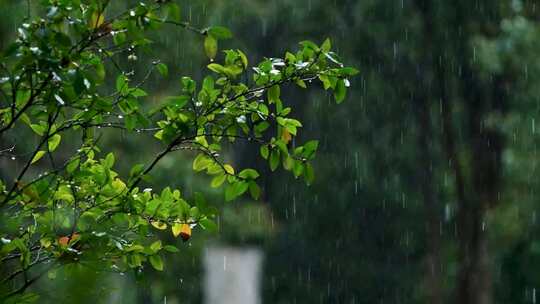 春天雨季雨滴树林树叶