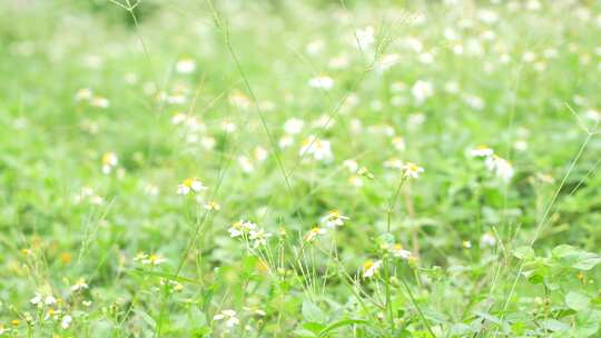 微风中的花丛草丛实拍
