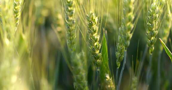 农业小麦