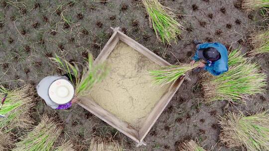 4k航拍 农民人工收割水稻视频素材模板下载