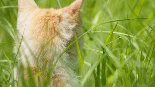 春天草丛中的一只橘猫背影