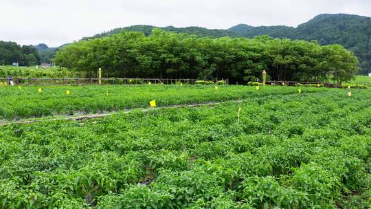 【4K】曾家山采摘辣椒