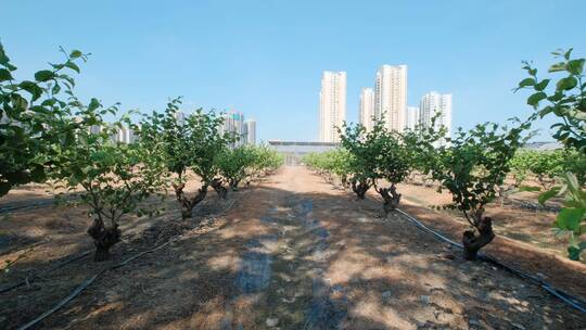 大青枣树现代化温室大棚果园果树栽培
