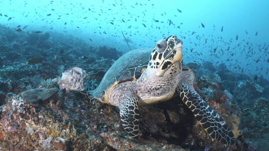 水下游泳的大海龟