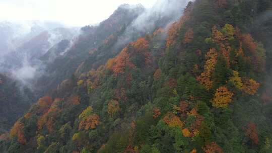 漫山红叶巴中光雾山附近