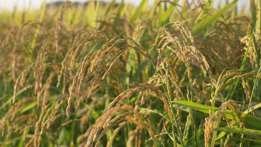 秋季的水稻已经成熟，黑龙江的水稻五常水稻