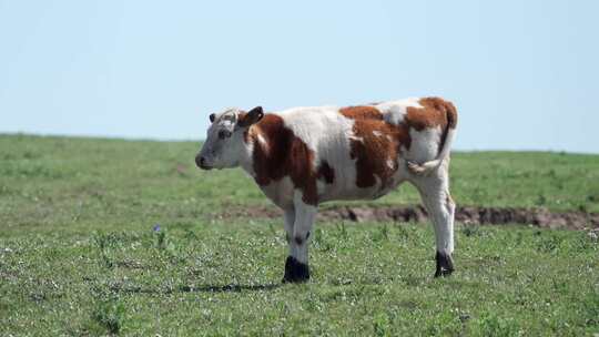 一头在内蒙古大草原上吃草的牛