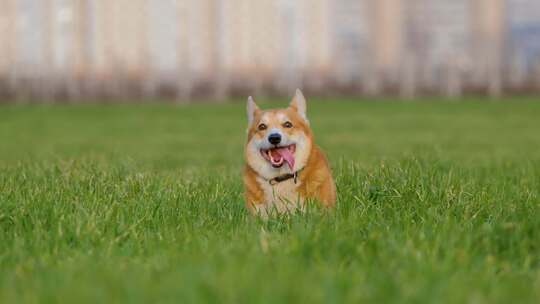 在草丛中奔跑的柯基犬